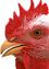 A picture of a rooster.