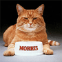 A picture named morris.gif