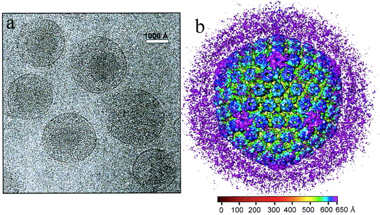  and the envelope, a lipid bilayer surrounding the entire virus.