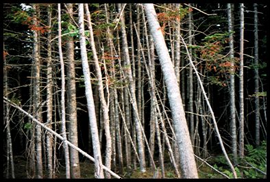 Pines