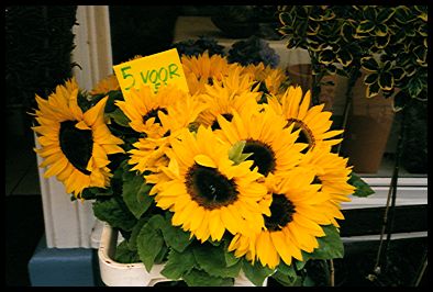 DutchFlowers.jpg