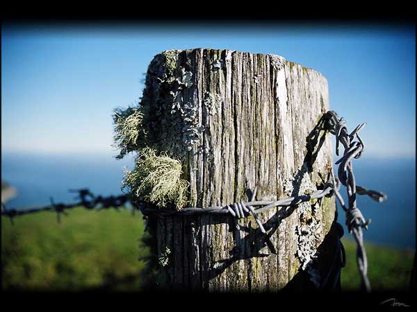 120604_fencepost.jpg