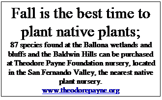 Text Box: Fall is the best time to plant native plants;
87 species found at the Ballona wetlands and bluffs and the Baldwin Hills can be purchased at Theodore Payne Foundation nursery, located in the San Fernando Valley, the nearest native plant nursery.
www.theodorepayne.org
